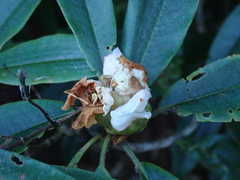 Rhododendron pseudochrysanthum