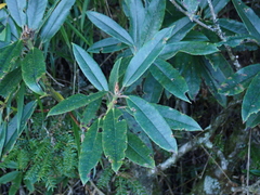 Rhododendron pseudochrysanthum
