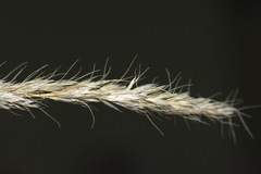 Trisetum arduanum