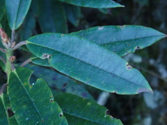 Rhododendron pseudochrysanthum