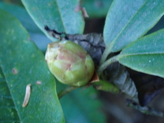 Rhododendron pseudochrysanthum