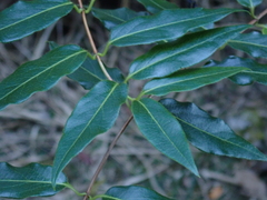 Lonicera acuminata
