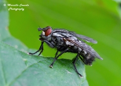Sarcophaga carnaria