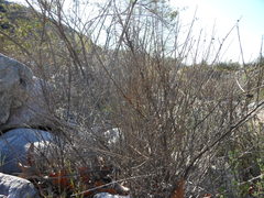 Lepidospartum squamatum