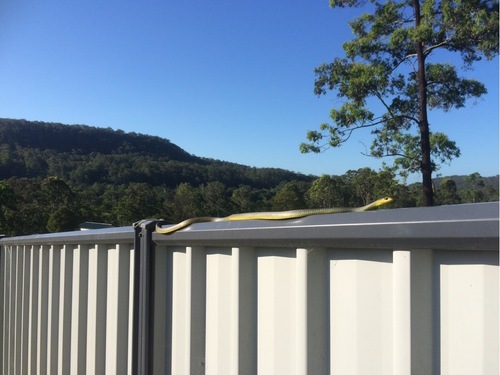 Common Tree Snake sighting