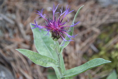 Centaurea triumfettii