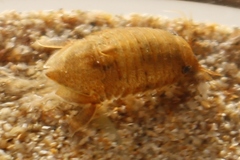 Isocladus armatus