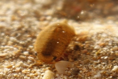 Isocladus armatus