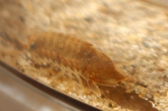 Isocladus armatus