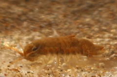 Isocladus armatus
