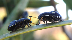 Pseudapines geminata