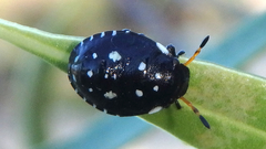 Pseudapines geminata