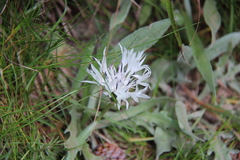 Centaurea orbelica