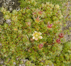 Saxifraga bryoides