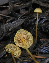 Mycena aurantiomarginata
