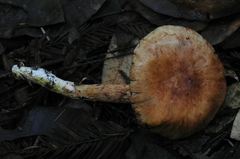 Cortinarius danicus