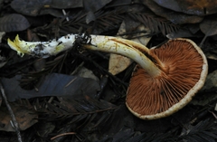 Cortinarius danicus