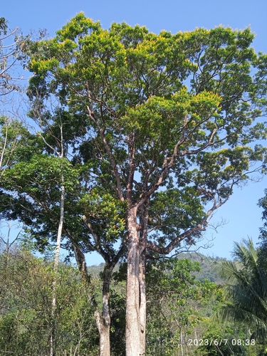 Vochysia guatemalensis - Whole tree