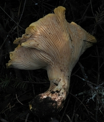 Cantharellus californicus