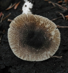 Tricholoma atrosquamosum image
