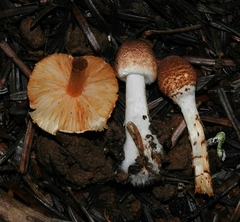 Lepiota castanea