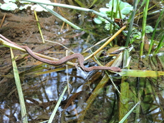 Dryophylax hypoconia