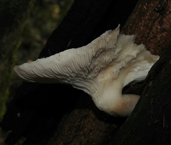 Pleurotus dryinus