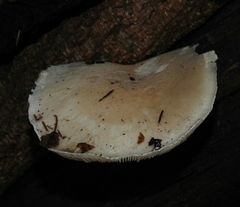 Pleurotus dryinus