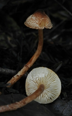 Lepiota castanea