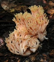 Ramaria sandaracina