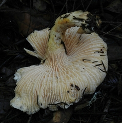 Cantharellus subalbidus