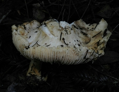 Cantharellus subalbidus