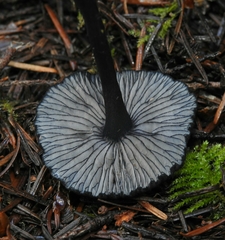 Entoloma serrulatum