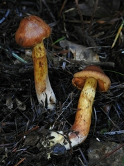 Aureonarius limonius