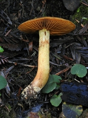 Cortinarius cinnamomeus