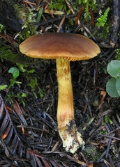 Cortinarius cinnamomeus