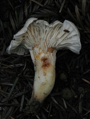 Cantharellus subalbidus