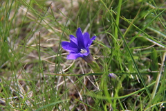 Gentiana dshimilensis