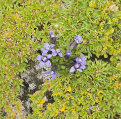 Swertiinae