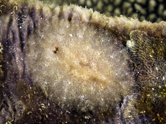 Asteronotus mimeticus image