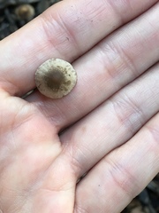 Panaeolus foenisecii