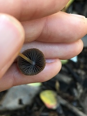 Panaeolus foenisecii