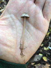 Panaeolus foenisecii