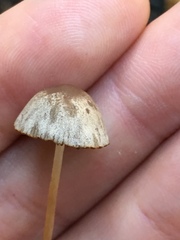 Panaeolus foenisecii