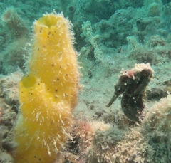 Hippocampus subelongatus
