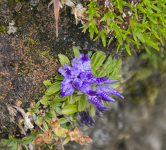 Phyteuma globulariifolium