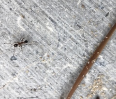 Pheidole