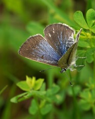 Glaucopsyche lygdamus image