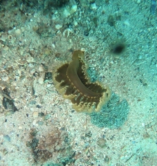 Sarcoptilus shaneparkeri