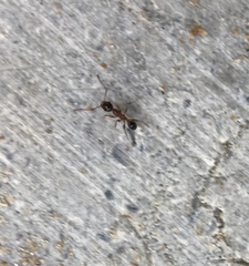 Pheidole